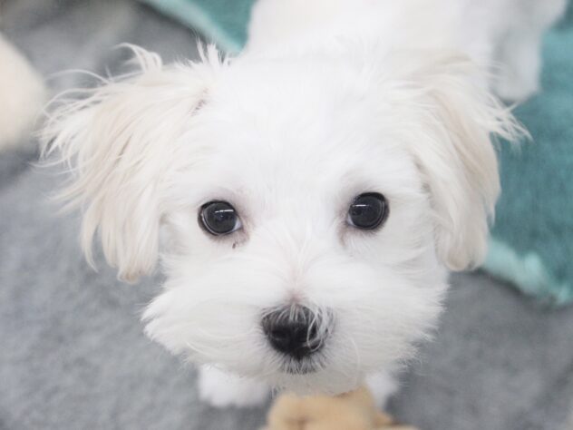愛媛県のマルチーズ (アミーゴ新居浜店/2025年11月9日生まれ/男の子/ホワイト)の子犬の1枚目の画像