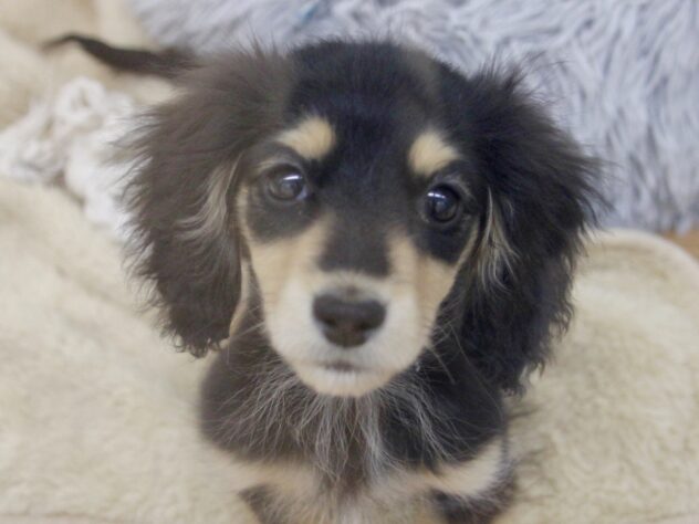 愛媛県のミニチュアダックスフンド(ロング) (アミーゴ新居浜店/2025年11月29日生まれ/女の子/ブラックイエロー)の子犬の1枚目の画像