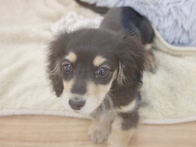 愛媛県のミニチュアダックスフンド(ロング) (アミーゴ新居浜店/2025年11月29日生まれ/女の子/ブラックイエロー)の子犬の2枚目の画像