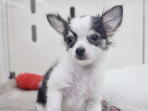 愛媛県のチワワ(ロング) (アミーゴ新居浜店/2025年11月17日生まれ/男の子/ホワイトブラックタン)の子犬の2枚目の画像