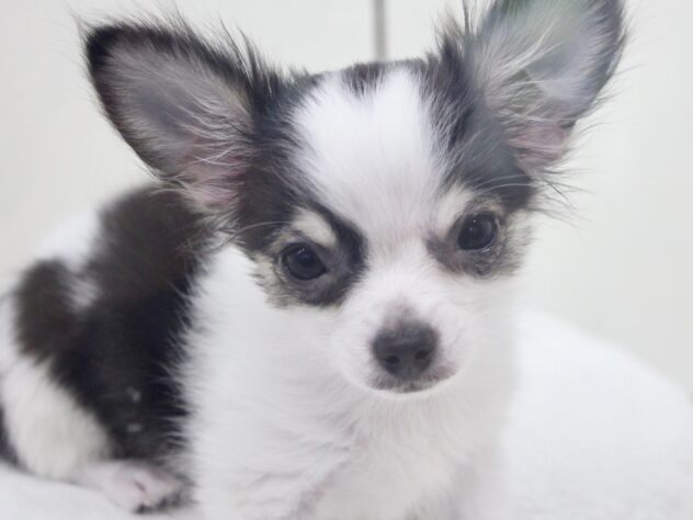 愛媛県のチワワ(ロング) (アミーゴ新居浜店/2025年11月17日生まれ/男の子/ホワイトブラックタン)の子犬の1枚目の画像