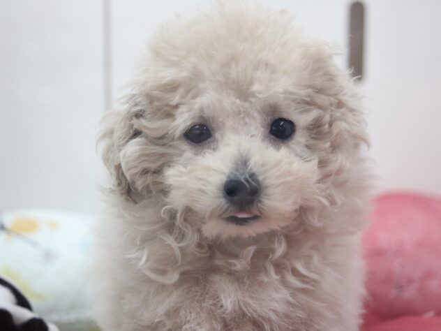 愛媛県のトイプードル(トイ) (アミーゴ新居浜店/2025年12月2日生まれ/男の子/ペールフォーン)の子犬の2枚目の画像