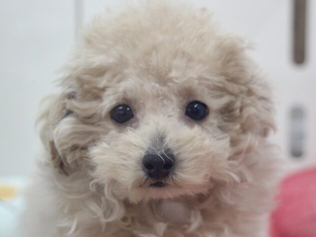 愛媛県のトイプードル(トイ) (アミーゴ新居浜店/2025年12月2日生まれ/男の子/ペールフォーン)の子犬の1枚目の画像