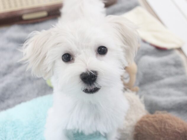 愛媛県のマルチーズ (アミーゴ新居浜店/2025年11月9日生まれ/男の子/ホワイト)の子犬の2枚目の画像