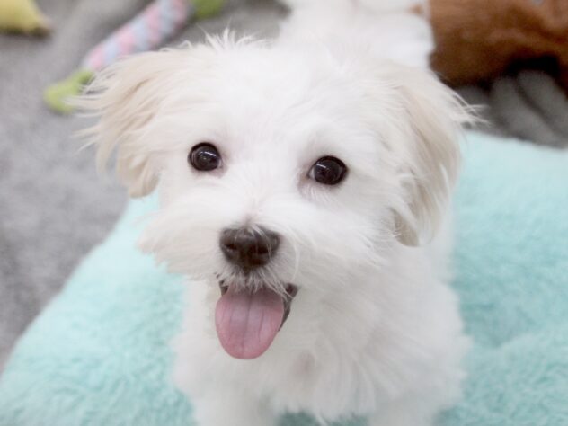 愛媛県のマルチーズ (アミーゴ新居浜店/2025年11月9日生まれ/男の子/ホワイト)の子犬の1枚目の画像