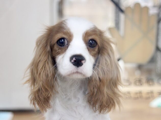 愛媛県のキャバリアキングチャールズスパニエル (アミーゴ新居浜店/2025年8月24日生まれ/女の子/ブレンハイム)の子犬の2枚目の画像