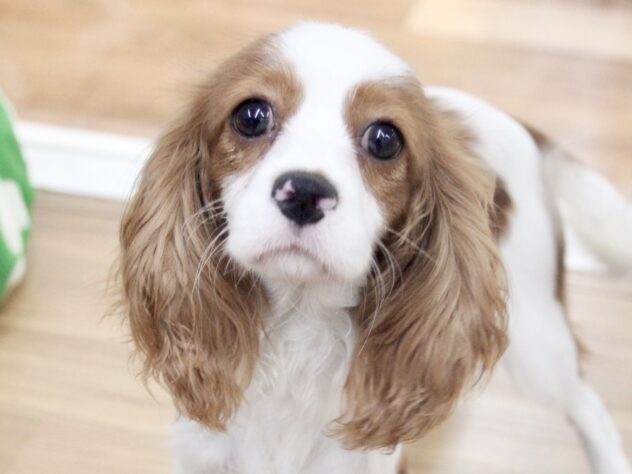愛媛県のキャバリアキングチャールズスパニエル (アミーゴ新居浜店/2025年8月24日生まれ/女の子/ブレンハイム)の子犬の1枚目の画像