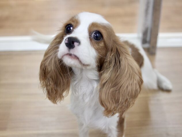 愛媛県のキャバリアキングチャールズスパニエル (アミーゴ新居浜店/2025年8月24日生まれ/女の子/ブレンハイム)の子犬の3枚目の画像