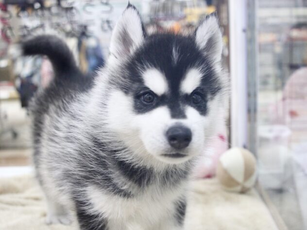愛媛県のシベリアンハスキー (アミーゴ新居浜店/2026年1月3日生まれ/男の子/ブラックホワイト)の子犬の2枚目の画像
