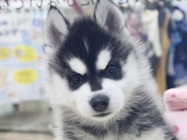 愛媛県のシベリアンハスキー (アミーゴ新居浜店/2026年1月3日生まれ/男の子/ブラックホワイト)の子犬の1枚目の画像