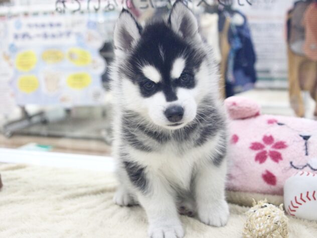 愛媛県のシベリアンハスキー (アミーゴ新居浜店/2026年1月3日生まれ/男の子/ブラックホワイト)の子犬の3枚目の画像