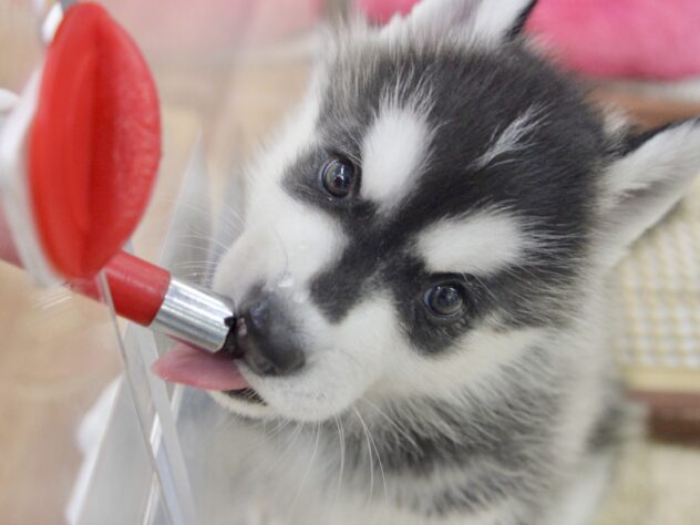 愛媛県のシベリアンハスキー (アミーゴ新居浜店/2026年1月3日生まれ/男の子/ブラックホワイト)の子犬の4枚目の画像