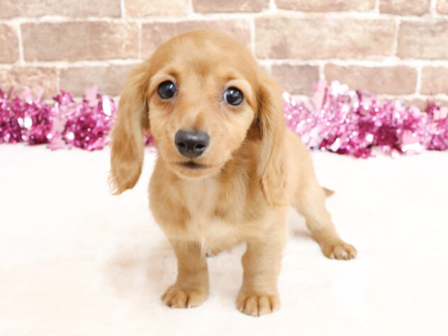 広島県のカニンヘンダックスフンド(ロング) (アミーゴ西条店/2026年1月13日生まれ/女の子/ゴールドホワイト)の子犬の2枚目の画像