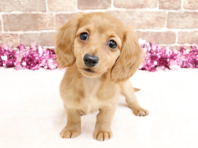 広島県のカニンヘンダックスフンド(ロング) (アミーゴ西条店/2026年1月13日生まれ/女の子/ゴールドホワイト)の子犬の1枚目の画像