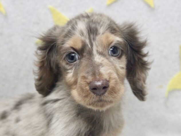 愛媛県のミニチュアダックスフンド(ロング) (アミーゴ新居浜店/2026年1月2日生まれ/男の子/チョコレートダップル)の子犬の1枚目の画像