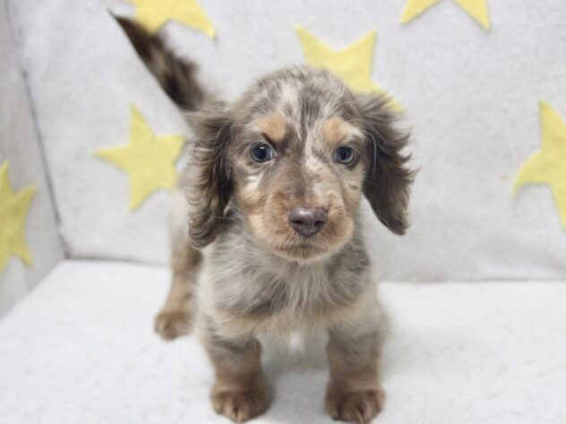 愛媛県のミニチュアダックスフンド(ロング) (アミーゴ新居浜店/2026年1月2日生まれ/男の子/チョコレートダップル)の子犬の3枚目の画像