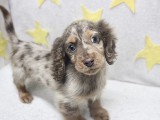 愛媛県のミニチュアダックスフンド(ロング) (アミーゴ新居浜店/2026年1月2日生まれ/男の子/チョコレートダップル)の子犬の2枚目の画像