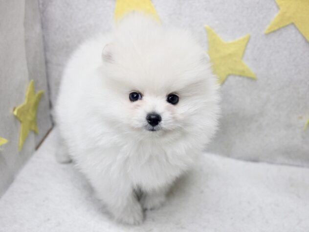 愛媛県のポメラニアン (アミーゴ新居浜店/2026年1月11日生まれ/男の子/クリーム)の子犬の3枚目の画像