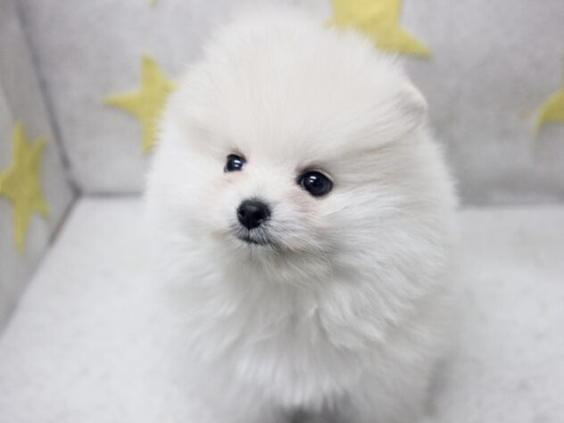愛媛県のポメラニアン (アミーゴ新居浜店/2026年1月11日生まれ/男の子/クリーム)の子犬の2枚目の画像