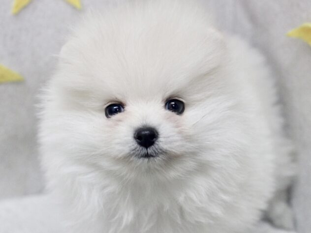 愛媛県のポメラニアン (アミーゴ新居浜店/2026年1月11日生まれ/男の子/クリーム)の子犬の1枚目の画像