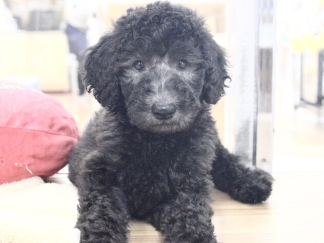 愛媛県のスタンダードプードル (アミーゴ新居浜店/2026年1月27日生まれ/男の子/シルバー)の子犬の2枚目の画像