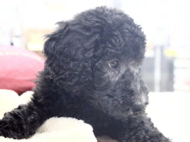 愛媛県のスタンダードプードル (アミーゴ新居浜店/2026年1月27日生まれ/男の子/シルバー)の子犬の3枚目の画像