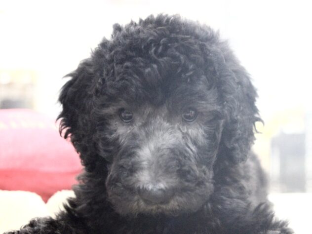 愛媛県のスタンダードプードル (アミーゴ新居浜店/2026年1月27日生まれ/男の子/シルバー)の子犬の1枚目の画像