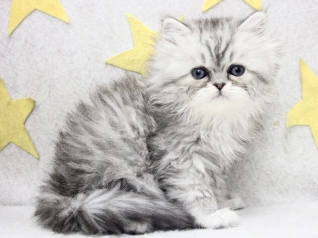 愛媛県のエキゾチック (アミーゴ新居浜店/2026年1月25日生まれ/女の子/シルバータビー)の子猫の1枚目の画像