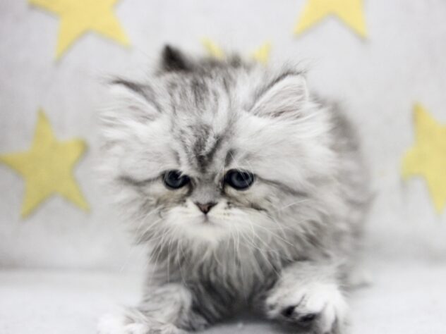 愛媛県のエキゾチック (アミーゴ新居浜店/2026年1月25日生まれ/女の子/シルバータビー)の子猫の3枚目の画像