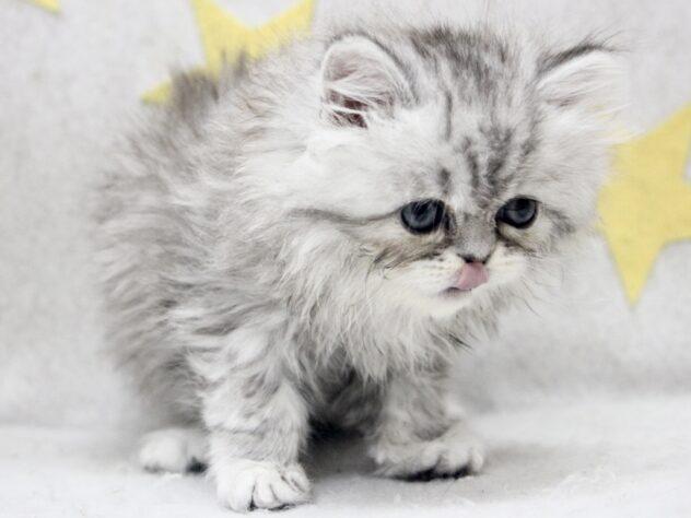 愛媛県のエキゾチック (アミーゴ新居浜店/2026年1月25日生まれ/女の子/シルバータビー)の子猫の2枚目の画像