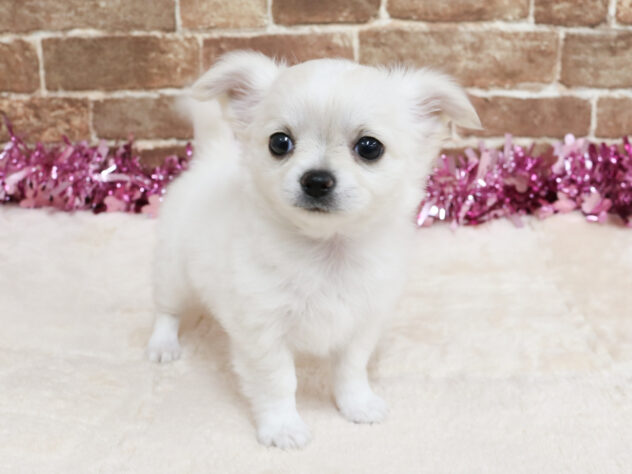 広島県のチワワ(ロング) (アミーゴ西条店/2026年1月19日生まれ/女の子/ホワイトクリーム)の子犬