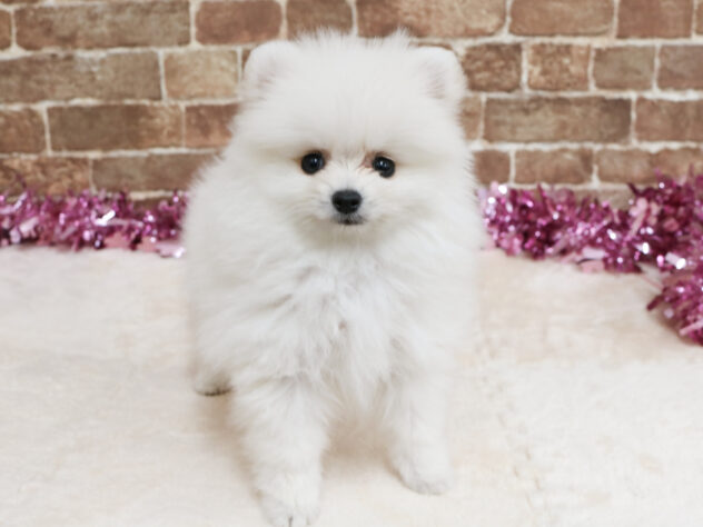 広島県のポメラニアン (アミーゴ西条店/2026年1月5日生まれ/男の子/ホワイト)の子犬