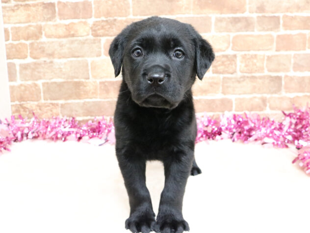 広島県のラブラドールレトリーバー (アミーゴ西条店/2026年1月19日生まれ/女の子/ブラック)の子犬