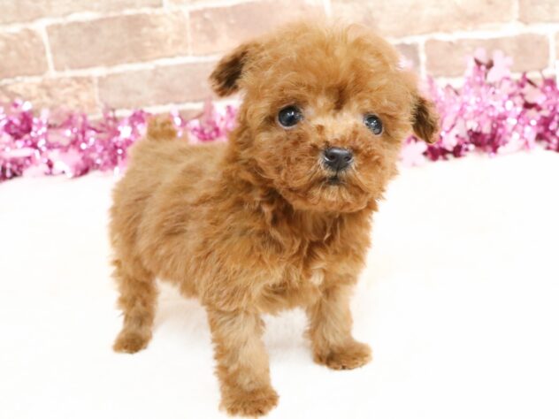 広島県のトイプードル(トイ) (アミーゴ西条店/2026年1月29日生まれ/女の子/レッドフォーン)の子犬