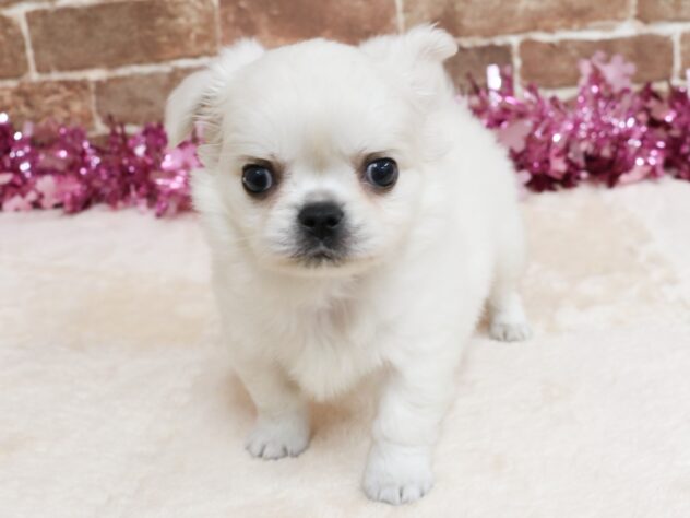 広島県のハーフ犬・ミックス犬 (アミーゴ西条店/2026年1月27日生まれ/男の子/ホワイト)の子犬の2枚目の画像