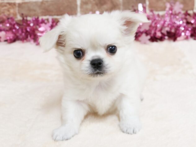 広島県のハーフ犬・ミックス犬 (アミーゴ西条店/2026年1月27日生まれ/男の子/ホワイト)の子犬の1枚目の画像