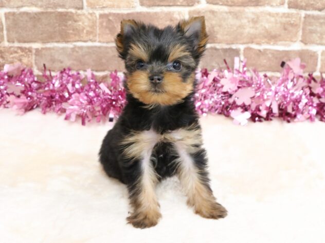 広島県のヨークシャーテリア (アミーゴ西条店/2026年1月28日生まれ/女の子/スチールブルータン)の子犬