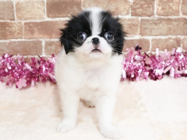 広島県の狆 (アミーゴ西条店/2026年1月16日生まれ/男の子/白黒)の子犬の1枚目の画像