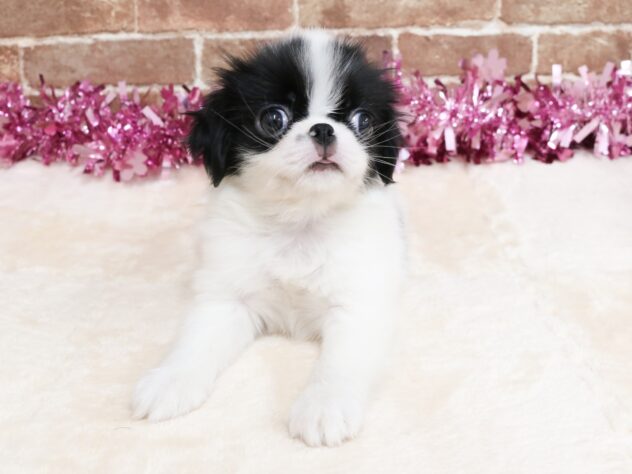 広島県の狆 (アミーゴ西条店/2026年1月16日生まれ/男の子/白黒)の子犬の2枚目の画像