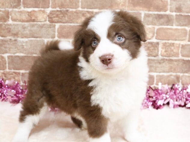 広島県のボーダーコリー (アミーゴ西条店/2026年1月27日生まれ/男の子/チョコレートホワイト)の子犬