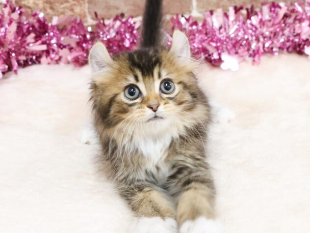 広島県のハーフ猫・ミックス猫 (アミーゴ西条店/2026年1月21日生まれ/女の子/ブラウンタビーホワイト)の子猫