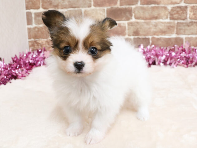 広島県のパピヨン (アミーゴ西条店/2026年1月21日生まれ/女の子/ホワイトブラウン)の子犬