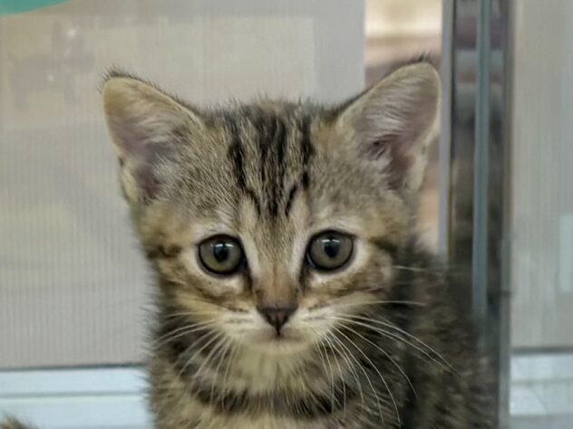 和歌山県のマンチカン (アミーゴ和歌山太田店/2026年1月5日生まれ/男の子/ブラウンタビー)の子猫