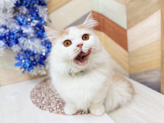 高知県のマンチカン (ワンキャラット アミーゴ高知店/2025年7月7日生まれ/男の子/クリームタビーホワイト)の子猫の4枚目の画像