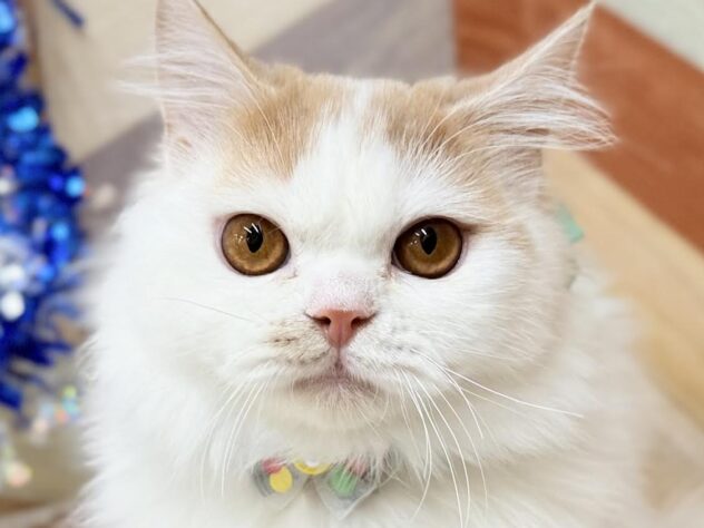 高知県のマンチカン (ワンキャラット アミーゴ高知店/2025年7月7日生まれ/男の子/クリームタビーホワイト)の子猫の1枚目の画像