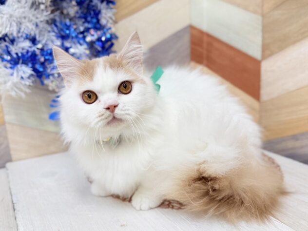 高知県のマンチカン (ワンキャラット アミーゴ高知店/2025年7月7日生まれ/男の子/クリームタビーホワイト)の子猫の2枚目の画像