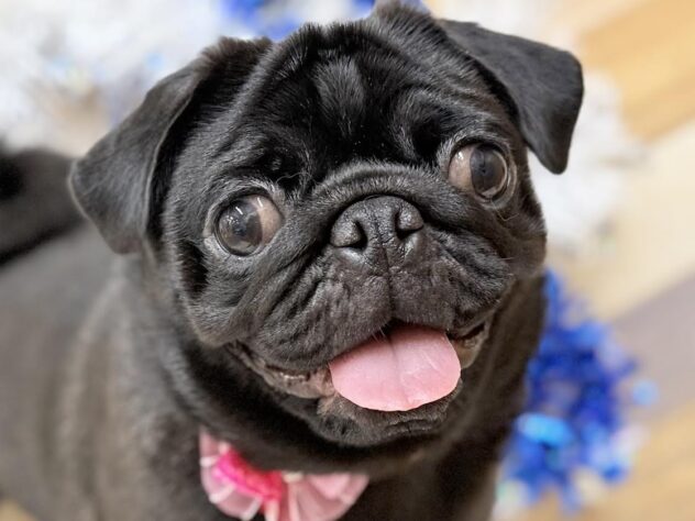 高知県のパグ (ワンキャラット アミーゴ高知店/2025年7月24日生まれ/女の子/ブラック)の子犬の1枚目の画像