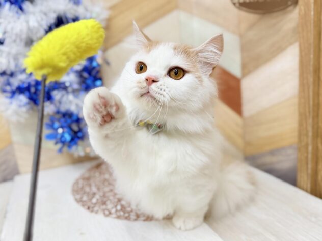 高知県のマンチカン (ワンキャラット アミーゴ高知店/2025年7月7日生まれ/男の子/クリームタビーホワイト)の子猫の3枚目の画像