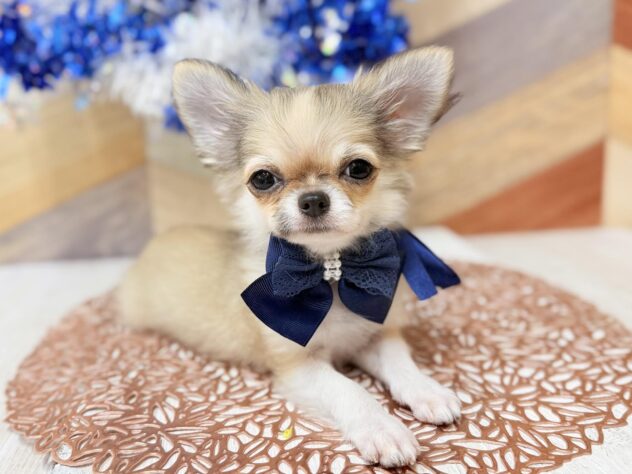 高知県のチワワ(ロング) (ワンキャラット アミーゴ高知店/2025年11月27日生まれ/男の子/レッドホワイト)の子犬の3枚目の画像