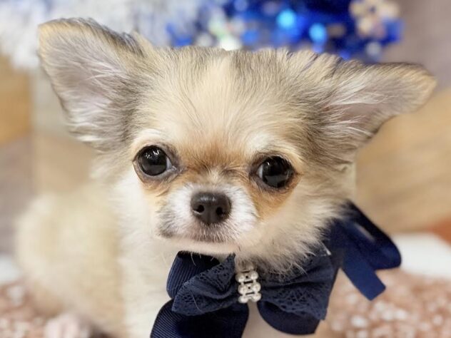 高知県のチワワ(ロング) (ワンキャラット アミーゴ高知店/2025年11月27日生まれ/男の子/レッドホワイト)の子犬の1枚目の画像